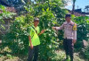 Polsek Kisam Tinggi Ajak Warga Budayakan Tanam Sayur Dipekarangan Rumah