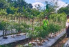 Dukung Ketahanan Pangan, Personel Polsek Kisting Bantu Warga Rawat Kebun Cabai