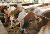 Hari Raya Qurban, Kemenag OKU Selatan Bakal Sembelih 12 Ekor Sapi
