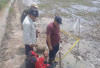 DLH OKU Timur investigasi semburan gas disertai api di area sawah