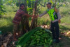 Bhabinkamtibmas Polsek BSA Bantu Warga Panen Kates