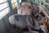 Dinas Peternakan Sumsel jamin stok hewan kurban tersedia cukup