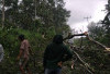 Listrik Tanjung Jati Padam! SUTM Tertimpa Kayu, Perbaikan Terkendala Hujan Deras