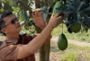Agro Wisata Alpukat Ranau Diwacanakan Hadir di Desa Sipatuhu, Potensi Wisata dan Ekonomi Masyarakat Bakal Tumb