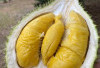 Durian, Raja Buah Ini Ternyata Memiliki Segudang Manfaat Untuk Kesehatan