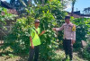 Polsek Kisam Tinggi Ajak Warga Budayakan Tanam Sayur Dipekarangan Rumah