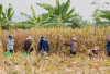 Harga Jagung Kering Capai Rp5.400 per Kilogram, Petani Sebut Tak Sebanding Biaya Produksi