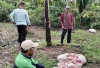 Pencurian Sapi Dengan Modus Potong di Tempat Marak di Banyuasin