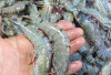 Harga Seafood dan Daging di Pasar Muaradua Stabil, Udang Ijo Super Tembus Rp120 Ribu per Kilogram